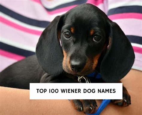 female wiener dog names|More.